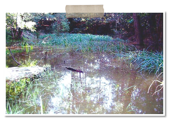 Puddle Dam